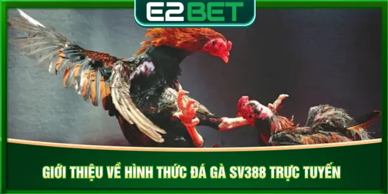 Đá gà SV388 với hàng loạt đấu trường gay cấn hấp dẫn