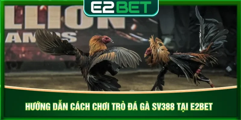 Nắm rõ các quy định cách chơi đá gà SV388 trực tuyến